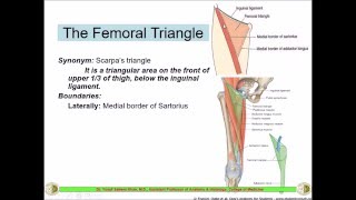 Femoral triangle  Femoral sheath  Dr Yusuf [upl. by Enajyram]