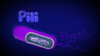 Organelles of a Prokaryotic cell [upl. by Ynnad]