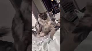 Funny pets  2024 🤣Funny cats videos 🤣😹😂27 [upl. by Muiram]