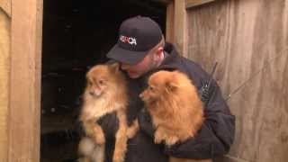 ASPCA and Kentucky Humane Society Rescue Puppy Mill Dogs in Nancy KY Jan 21 2014 [upl. by Tahp]