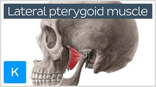 Function of the Lateral Pterygoid Muscle  Human Anatomy  Kenhub [upl. by Noyrb]