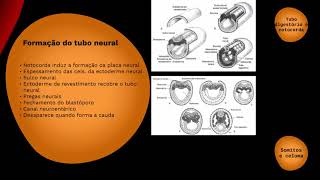 Formação de Celoma e somitos de amphixus [upl. by Chandra]