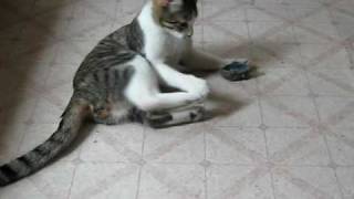 GATO MATA RATON CAT KILL MOUSE [upl. by Lynnelle]