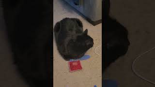 House Panther Buddy guarding catnip amp silvervine toys 🐈‍⬛🤣😻❤️🐾 [upl. by Emmi774]