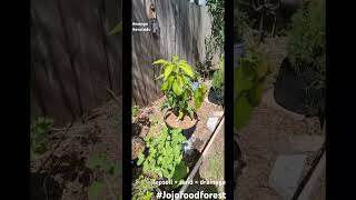 Topsoilsand mix for potted fruit trees jojofoodforest [upl. by Vanhomrigh]