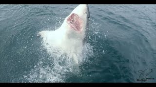 13 Ft Great White Shark breaches with Surfer in Jaws [upl. by Eniak]