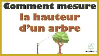 Comment mesurer la hauteur d un arbre [upl. by Inalial]