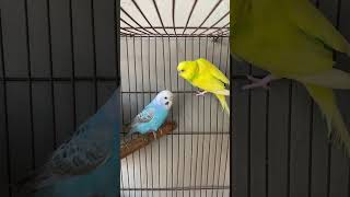 Most Beautiful Budgies Song  Parakeets Singing and Chirping in Cage kichirmichir [upl. by Koziel]