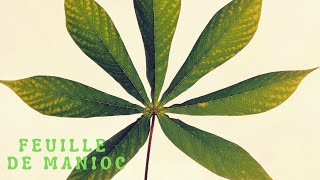 LES BIENFAITS DES FEUILLES DE MANIOC sur votre santé [upl. by Ahsiniuq]