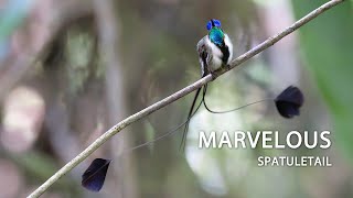 Marvelous Spatuletail hummingbird colibrí beijaflor picaflor peru [upl. by Renferd]