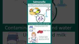 Salmonella enterica  Salmonellosis  enteric fever  microbio in 1 minute [upl. by Anile886]