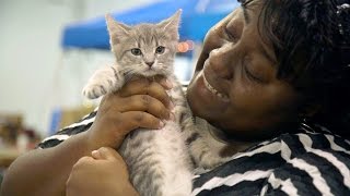 Woman Finds Trifecta of Kitten Love  Kitten Adoption  Animal Shelter [upl. by Yeslah]