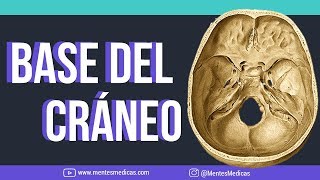 BASE DEL CRÁNEO ANATOMIA ¡fácil explicación  Mentes Médicas [upl. by Wagoner721]