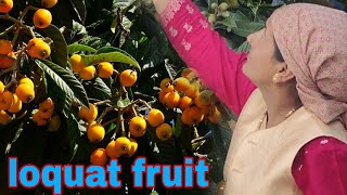 Loquat Fruit 🍑 Session Hp Shimla Autumn Loquat Session [upl. by Duomham]