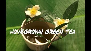 Homegrown Green Tea From Camellia to Cup [upl. by Antonio]