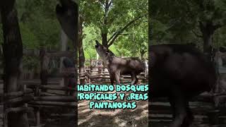 Tapir Extraño Habitante de los Bosques Tropicales shorts animal animales curiosidades [upl. by Elttil]