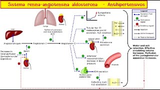 Sistema ReninaAngiotensinaAldosterona y antihipertensivos [upl. by Camus462]