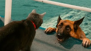 Funny Cats And Dogs  Funny Cats vs Dogs  Funny Animals Compilation [upl. by Eudoca]