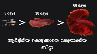 ബീറ്റാ ഫാർമിംഗിൽ നേരിടുന്ന പ്രശനങ്ങൾ സർവ്വേ പോൾ നടത്തിയപ്പോൾ  BETTA FISH GROWTH Technic MALAYALAM [upl. by Cis]