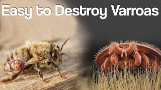 Destroy Varroa Mites Step by Step Natural Method [upl. by Tamis]