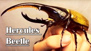 Handling a GIANT RHINO BEETLE  Dynastes hercules [upl. by Eirojram973]