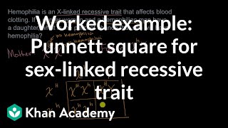 Example punnet square for sexlinked recessive trait  High school biology  Khan Academy [upl. by Shelli]