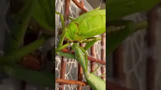 Mantis vs katydidlikeandsubscribe insects share [upl. by Palumbo]