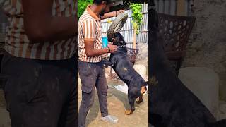 Big rottweiler rottweiler trending doglover dog roti viralshorts youtubeshorts ytshorts yt [upl. by Alyat]