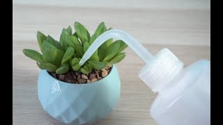 How and when to water succulents [upl. by Derriey906]