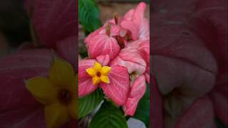 Mussaenda erythrophyllaনাগপল্লীmussaenda flowers birdschirping shortvideo [upl. by Deehsar700]