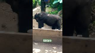 kintaro gorilla gorilla shorts zoo trending [upl. by Kellby]