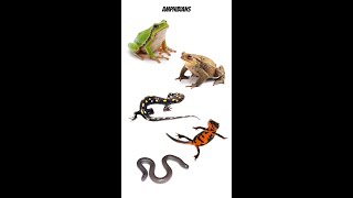 Class Of Amphibians  Types Of Amphibians EduShorts Trends [upl. by Aryas]