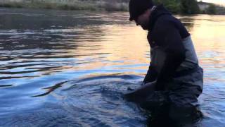 Giant Deschutes River Steelhead  Deep Canyon Outfitters [upl. by Roybn912]