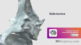 Sella turcica of sphenoid bone [upl. by Durand506]