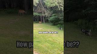 Elkhound vs Deer Standoff [upl. by Dnalkrik]