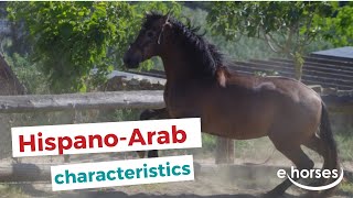 HispanoArab Horse  characteristics origin amp disciplines [upl. by Rudie]