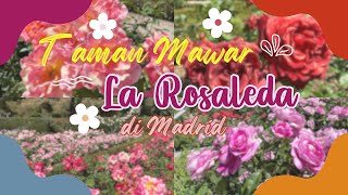 Visiting La Rosaleda  Taman Mawar in Retiro Park Madrid [upl. by Stilwell]