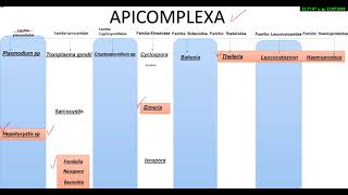 REPASO APICOMPLEXA  GÉNEROS PROTOZOOS  PARASITOLOGÍA  CURSOS CORTOS  PURA CIENCIA [upl. by Enoek692]