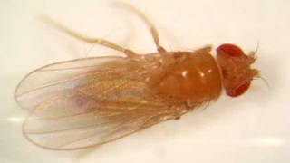 Drosophila melanogaster [upl. by Silevi]