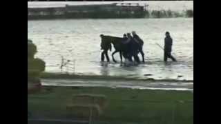 Rescue of 200 horses by 7 women in 2006  Netherland [upl. by Lothair174]