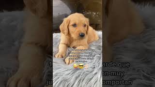 CURIOSIDADES SOBRE LA RAZA DE PERRO GOLDEN RETRIEVER [upl. by Resaec]