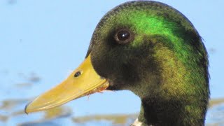 Mallard Ducks QUACKING FIGHT During Feeding [upl. by Ssepmet]