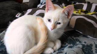 Flame Point Siamese Kitten [upl. by Akialam276]