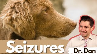 Dog seizures Dr Dan covers symptoms diagnosis and treatment of seizures in dogs [upl. by Artimid64]