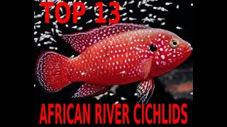 🐠🐟💓TOP 10 MOST BEAUTY CICHLIDS Of Rivers  Small Lakes in AFRICA🐠🐟💓 CICLIDOS FLUVIALES AFRICANOS🐠🐟💓 [upl. by Kosaka868]