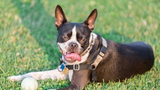 Boston Terrier Breed Health Concerns [upl. by Ailaza]