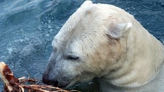 Zoologischer Stadtgarten Karlsruhe [upl. by Akcirred65]