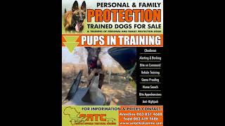 South Africa Tactical Canine Protection Dogs [upl. by Obediah291]