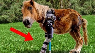 Amazing Animals With PROSTHETIC LIMBS [upl. by Sikko]