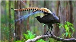 Lyrebird Menura Amazing Voice of Lyrebird Bird Amazing Dance of Lyrebird Bird [upl. by Eiffub]